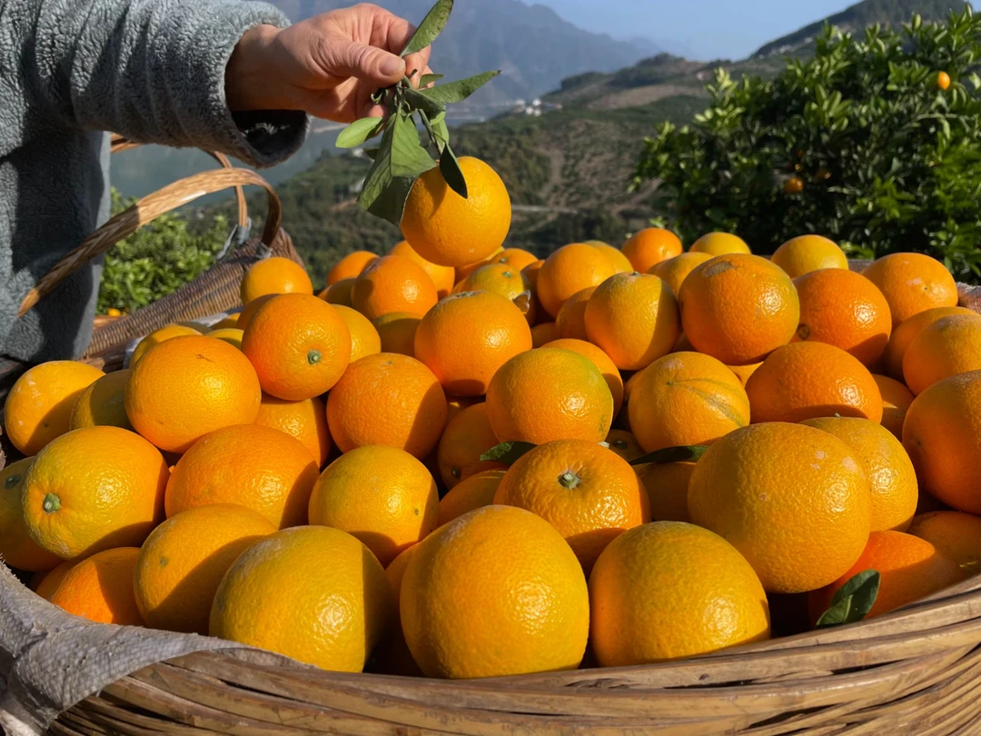 三峡脐橙新鲜应季水果橙子现摘现发9.5分甜的哦当季水果