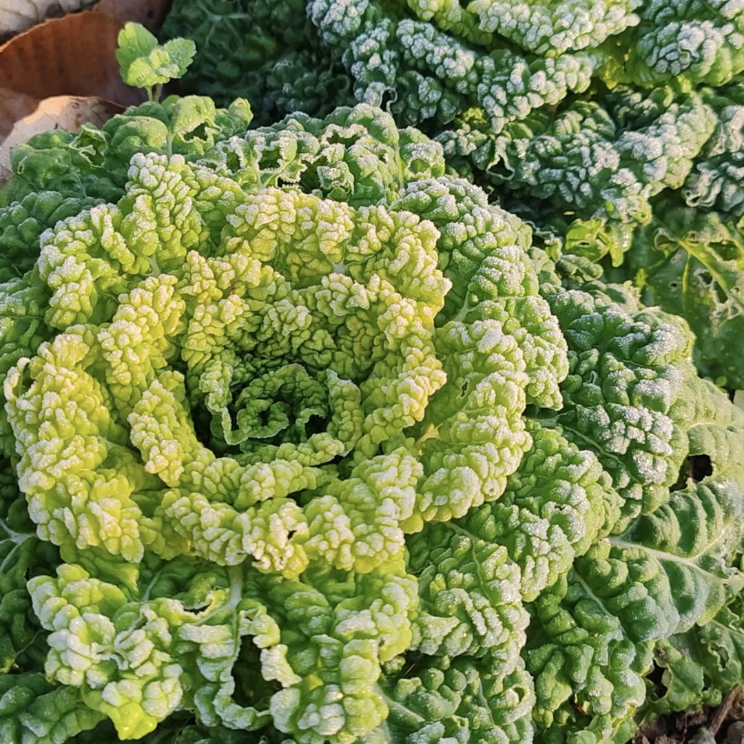 自家种的(打霜)乌菜
