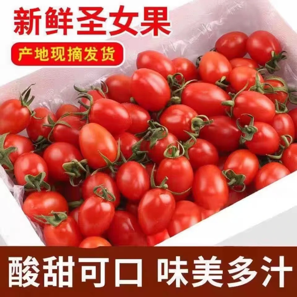 新鲜圣女果现摘现发水果当季樱桃小番茄应季小西红柿蔬菜水果