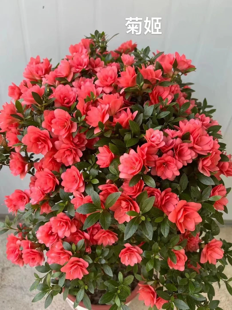 皋月杜鹃花开多色耐寒耐热一树多色