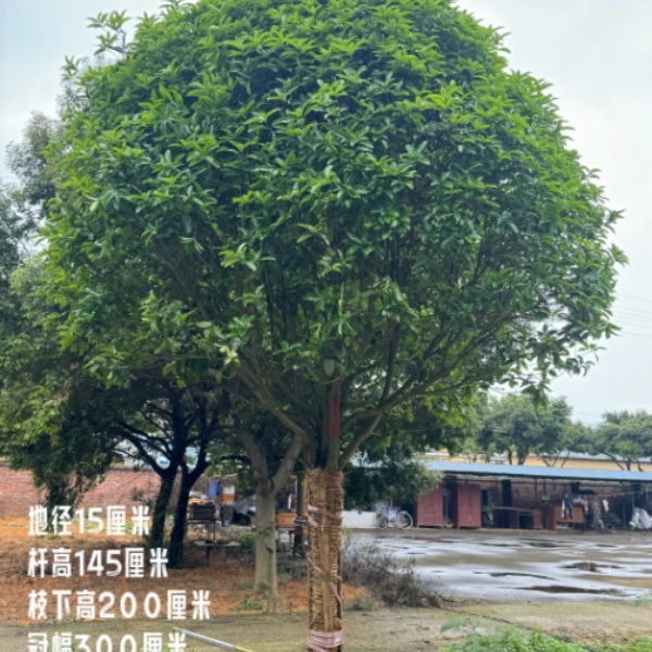 精品大型桂花树八月金桂浓香花量大适合别墅庭院种植南方北方都可