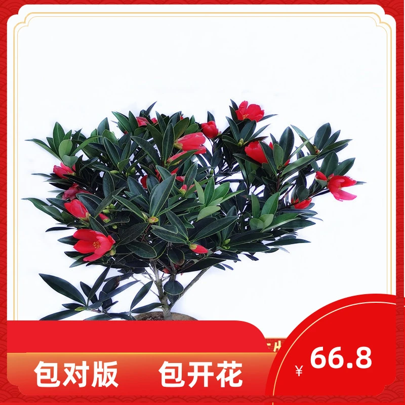 四季红山茶花树苗带花苞开花不断阳台庭院花卉盆栽室内外好养易活