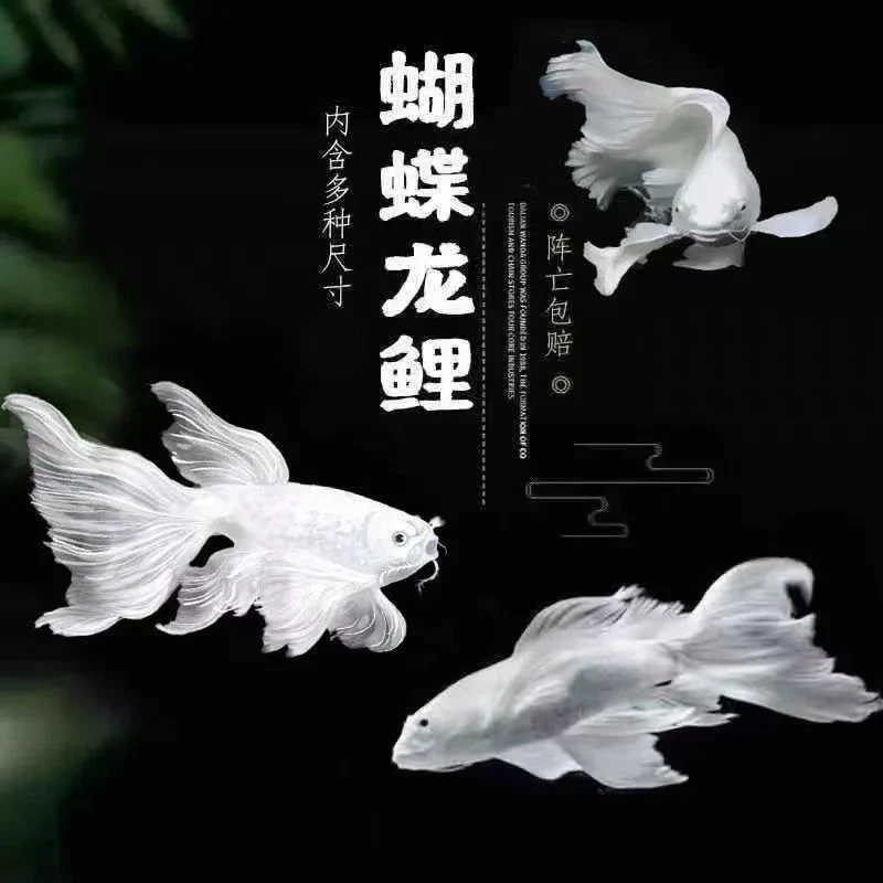 纯种蝴蝶鲤精品石膏白色普体观赏鱼养鱼饲养活体发货养殖耐活混养