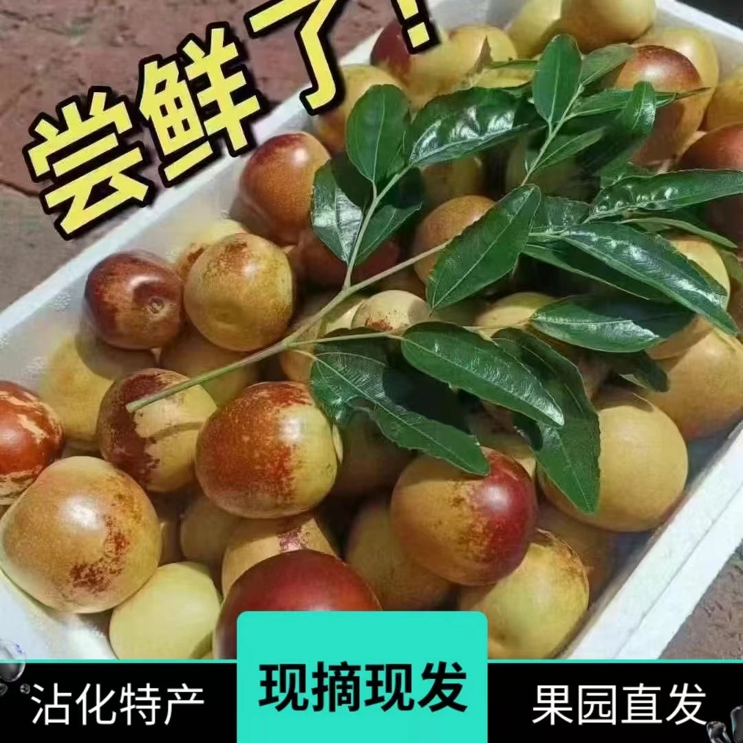 沾化冬枣脆甜正宗冰糖枣子新鲜应季水果鲜枣现摘现发整箱销售
