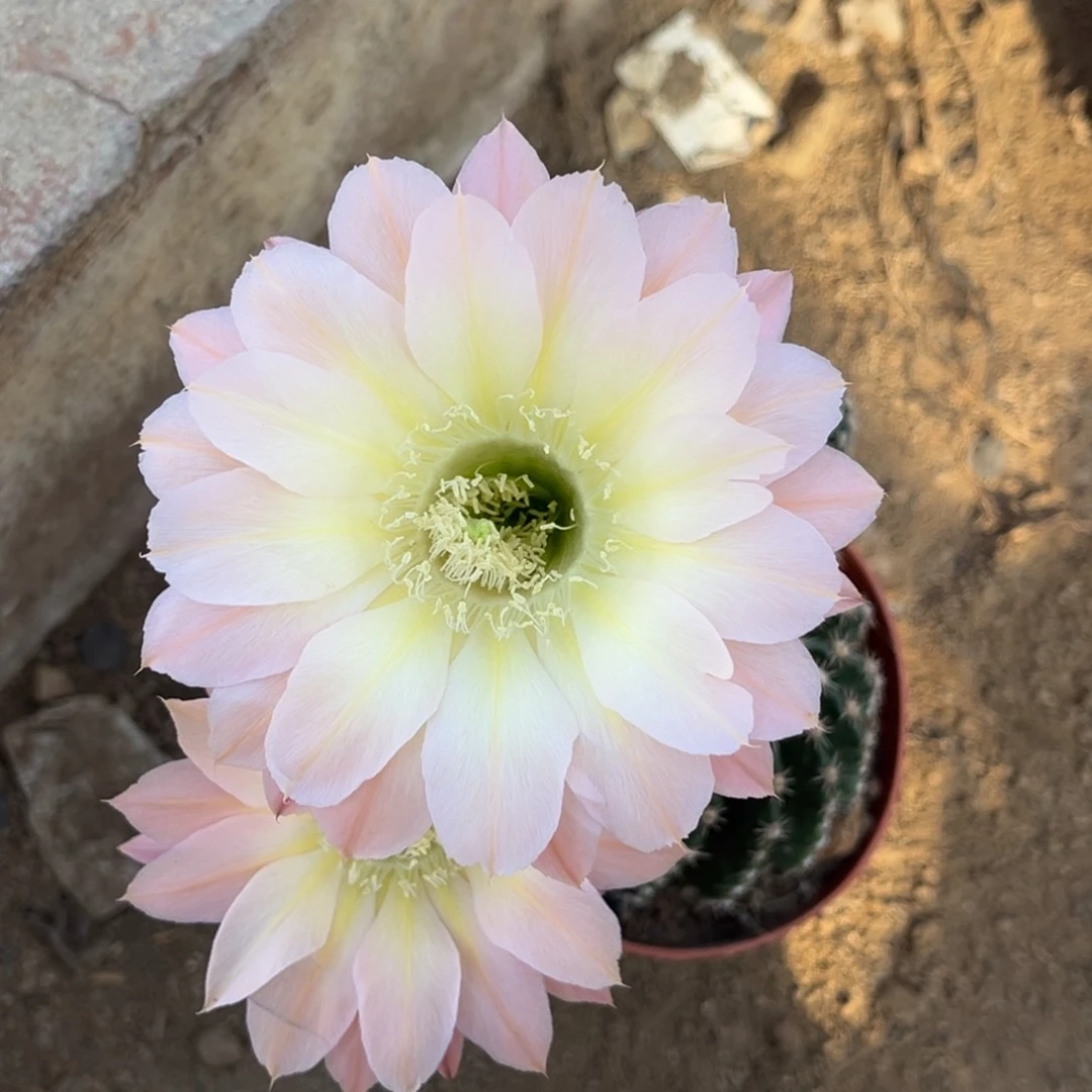 夏***雨实生黑金刚仙人球