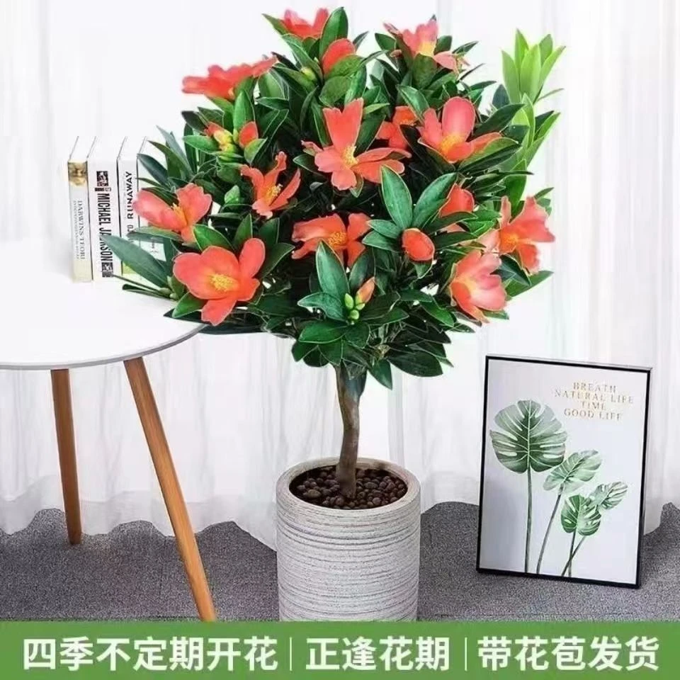 四季山茶花盆栽植物四季开花超长花期耐热庭院阳台耐寒中国红茶花