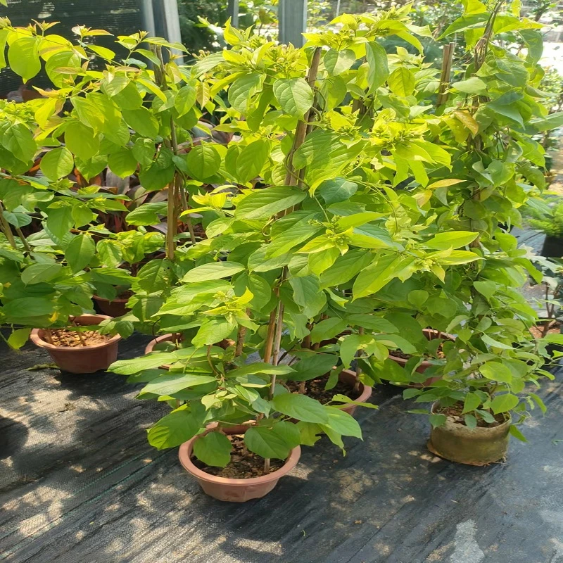 使君子盆栽开花浓香带花苞发货阳台庭院观花爬藤垂吊室外种植植物