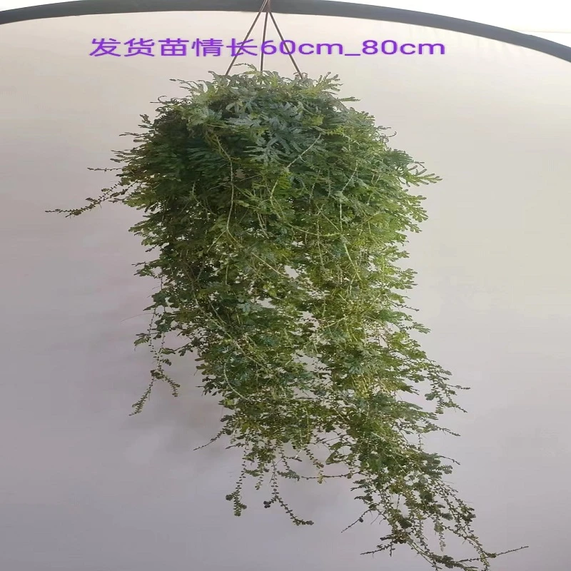 变色龙盆栽翠云草新奇植物室内客厅吊兰观叶绿植大盆变色叶去甲醛