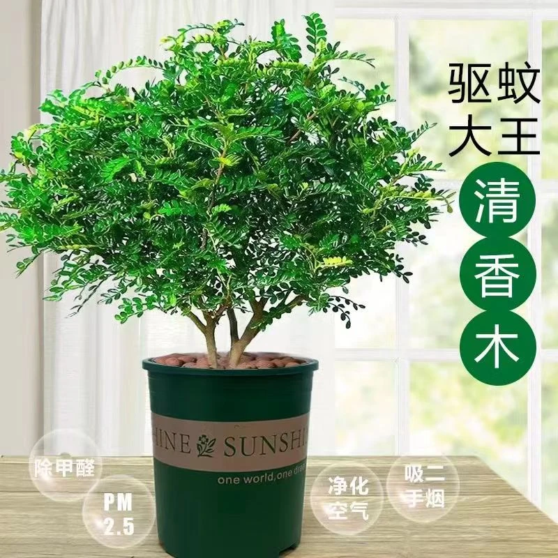 驱蚊胡椒木清香木盆栽室内客厅卧室正宗防蚊虫绿植除甲醛净化空气