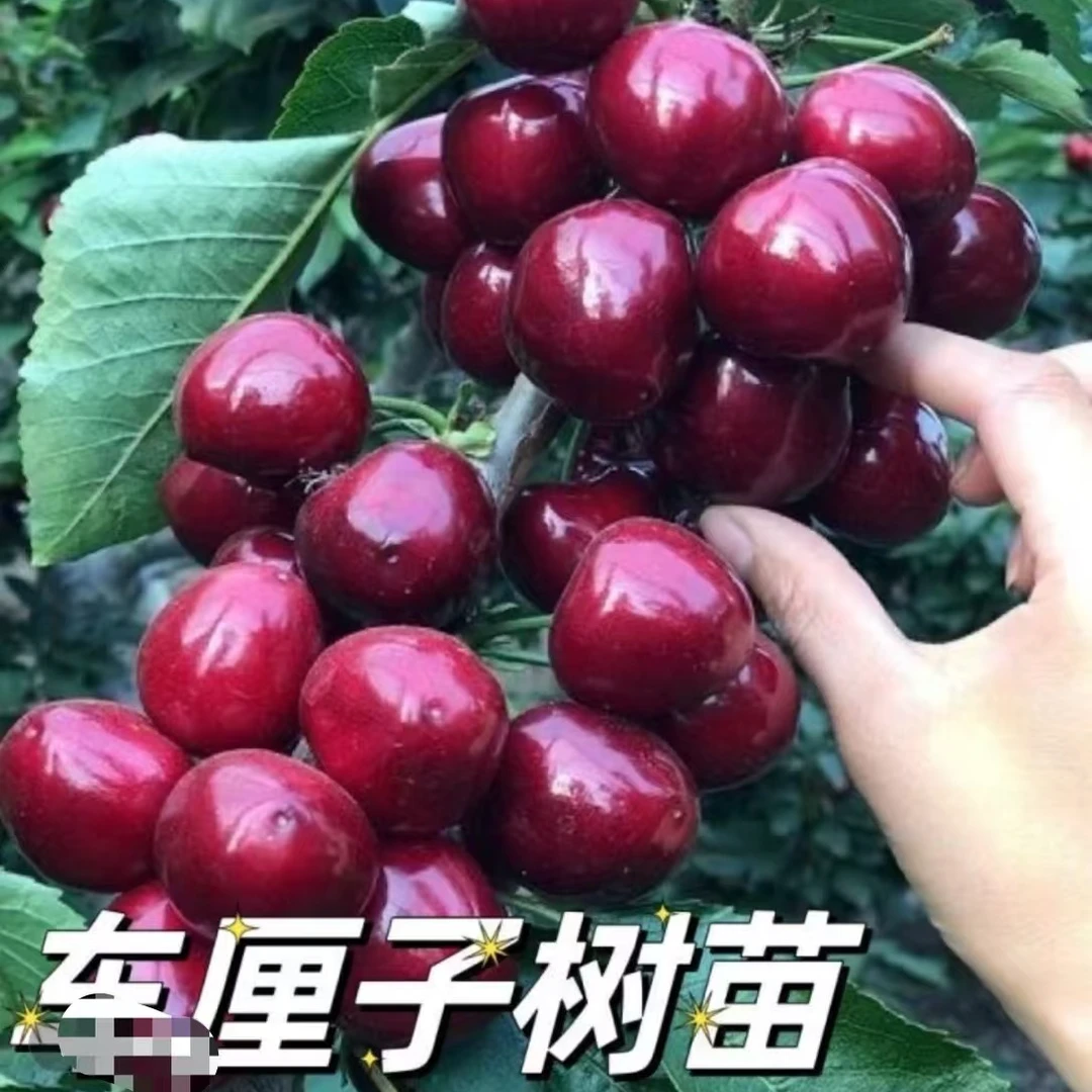 【正宗车厘子树苗】大樱桃苗盆栽地栽南方北方种植阳台庭院当年结果