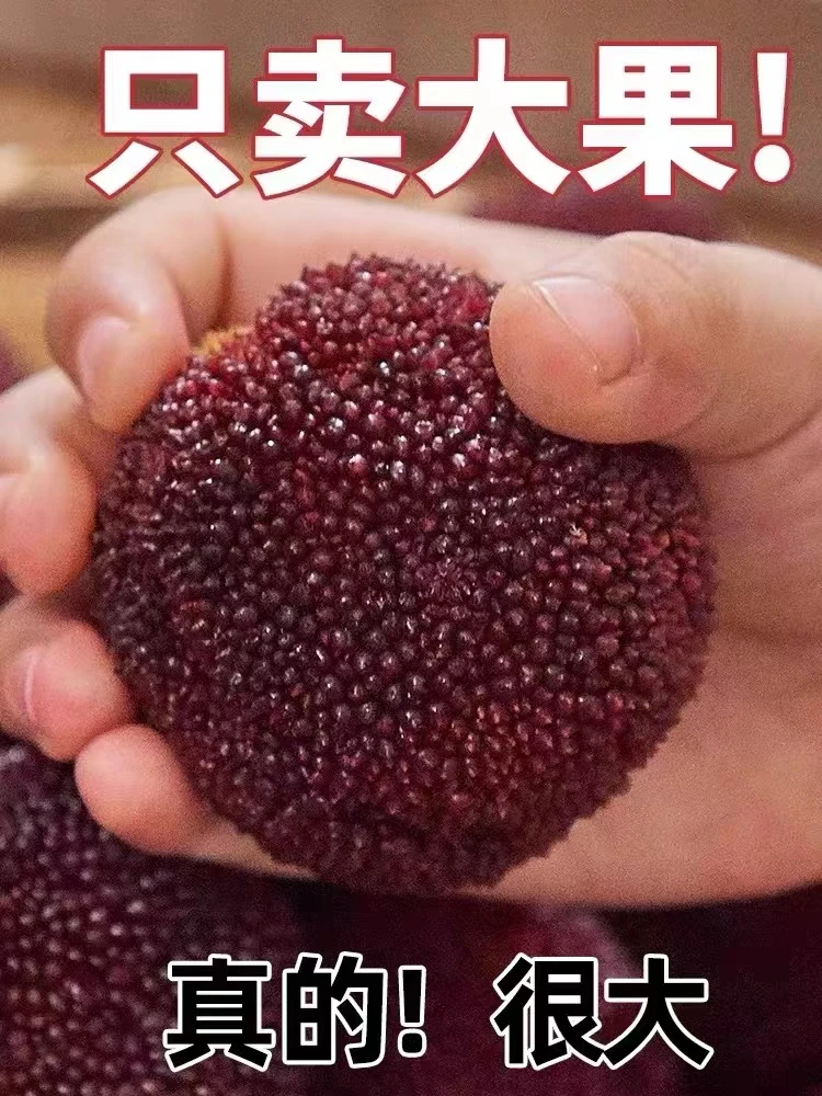 包邮仙居杨梅17-32克东魁杨梅颗粒装90颗水果杨梅新鲜现摘现发