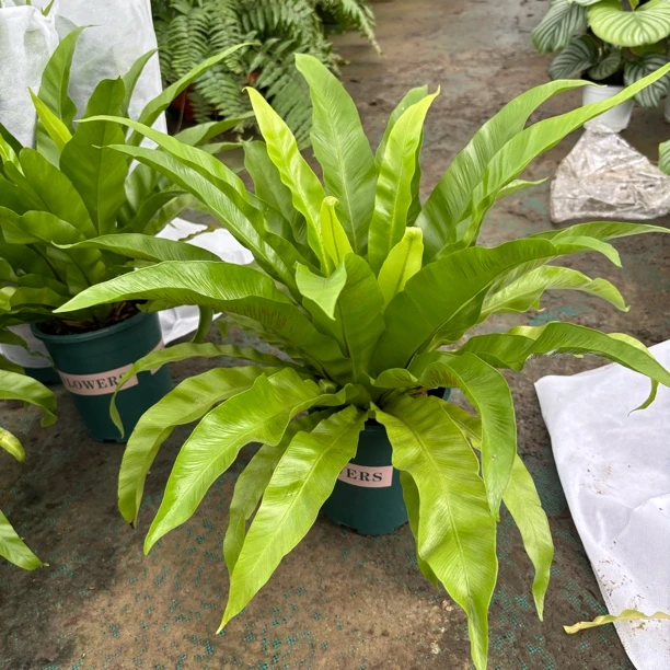 鸟巢蕨类植物喜阴