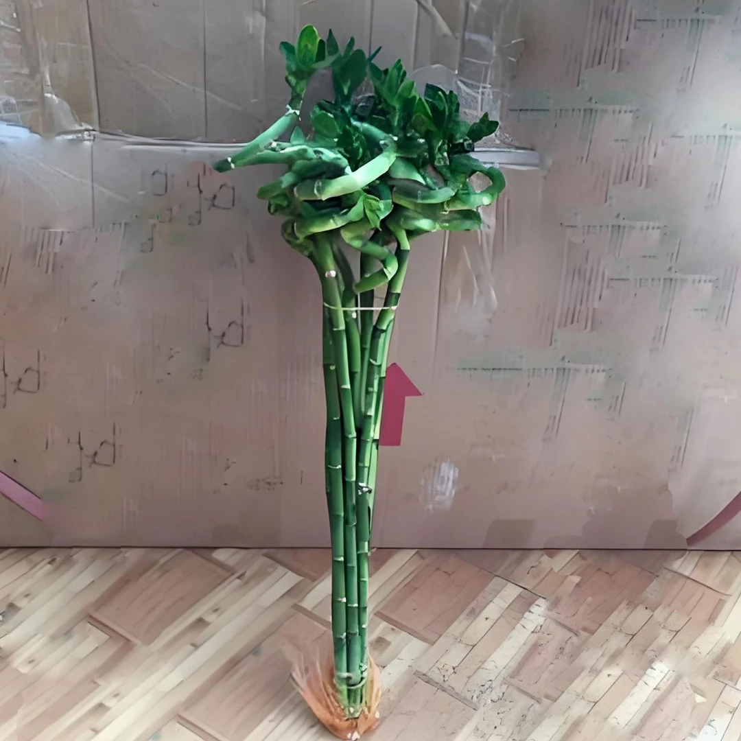 【福利】转运竹龙竹招财植物带根水培植富贵竹开运盆栽室内绿植