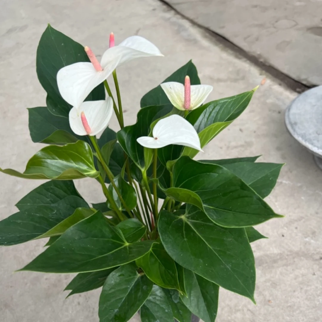 初恋红掌150#白色红蕊5个花左右室内办公室花卉茶室植物绿植