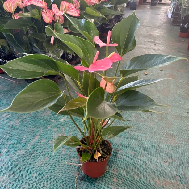【福利9.9包邮】特级粉掌盆栽室内绿植四季开花办公室桌面好养活