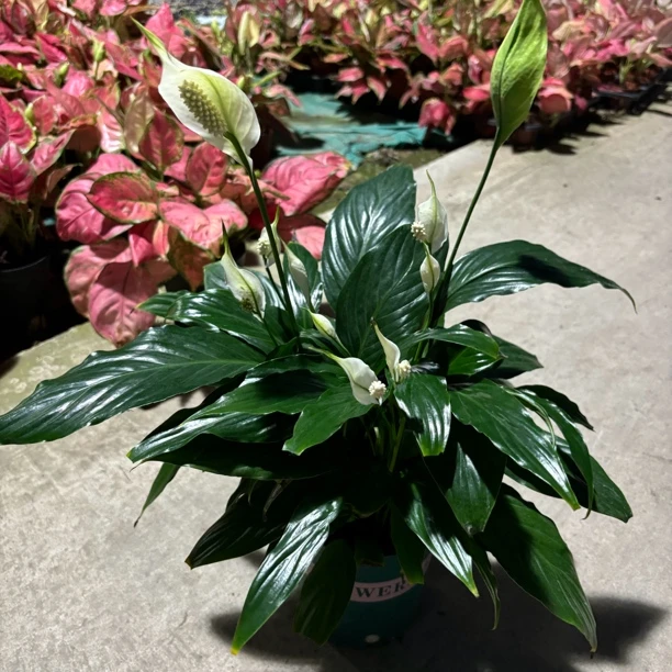 白掌一帆风顺室内绿植四季开花