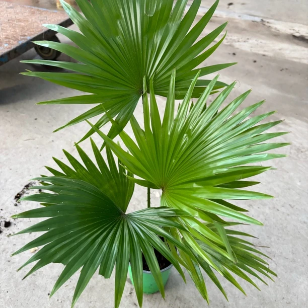 蒲葵棕榈科植物耐寒耐热袖珍蒲葵