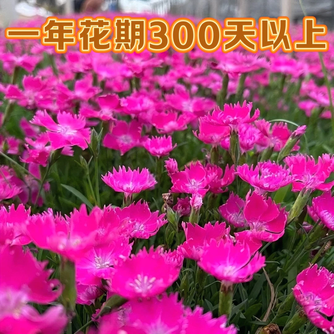 欧石竹  耐热耐寒花期长多年生四季开花庭院绿化开花的草坪好养活