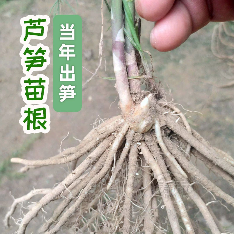 芦笋根苗绿色紫色多年生四季食用蔬菜种子阳台盆栽庭院耐热耐寒