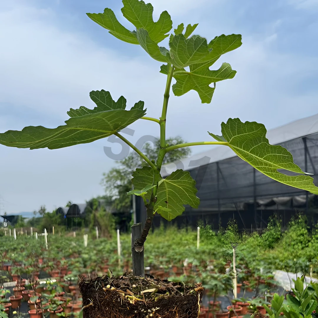 无花果挂果树苗水果苗四季耐热波姬红南北方阳台种植地栽结果盆栽
