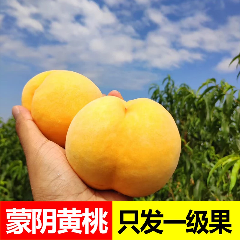 【桃小妹专属】山东蒙阴锦绣黄毛桃新鲜脆甜爽口香甜多汁个头饱满