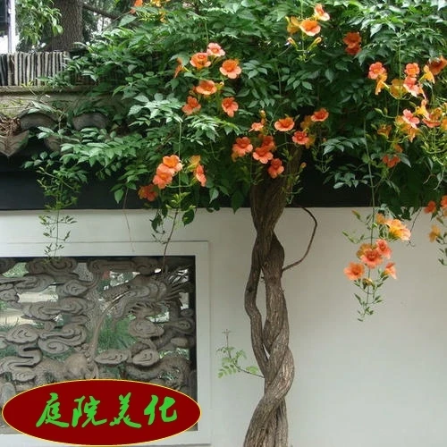 美国凌霄花苗庭院爬藤植物俄罗斯老桩大盆栽四季凌霄开花绿化攀爬