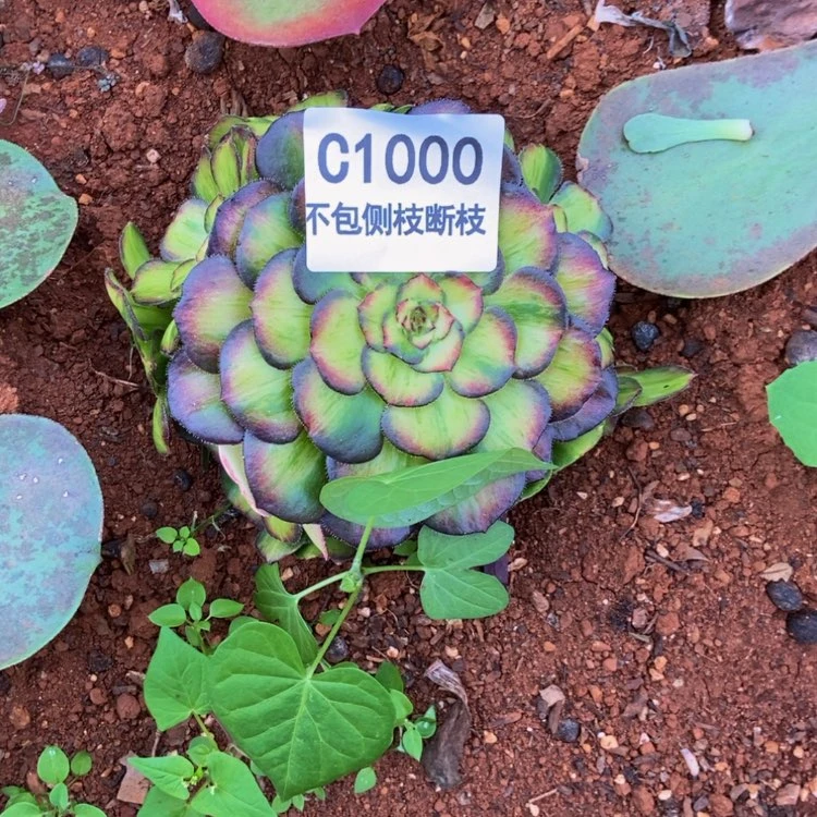 【闪购商品】山*人1000海珊瑚多肉