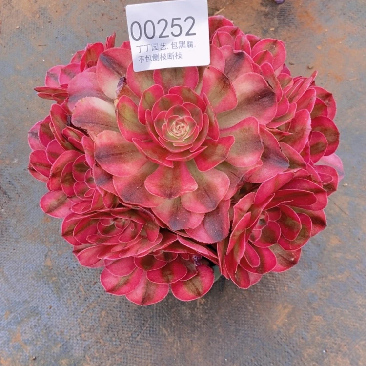 【闪购商品】❤️**00252多肉