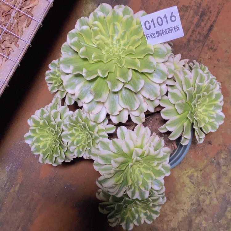 【闪购商品】会**鱼1016碧浪多肉