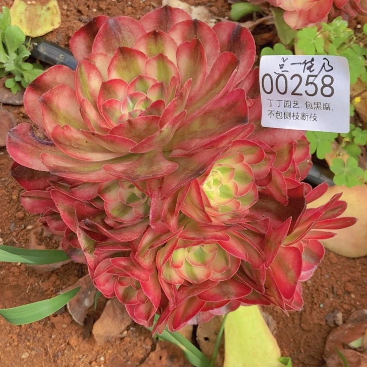 【闪购商品】点**乃00258荔枝多肉