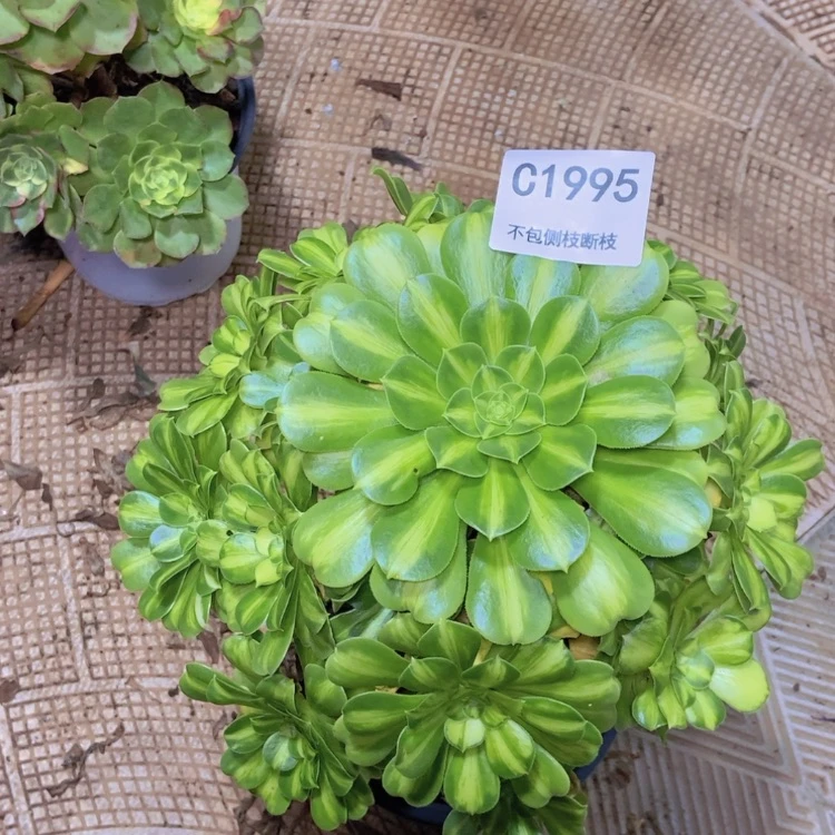 【闪购商品】1995翡翠琉璃多肉