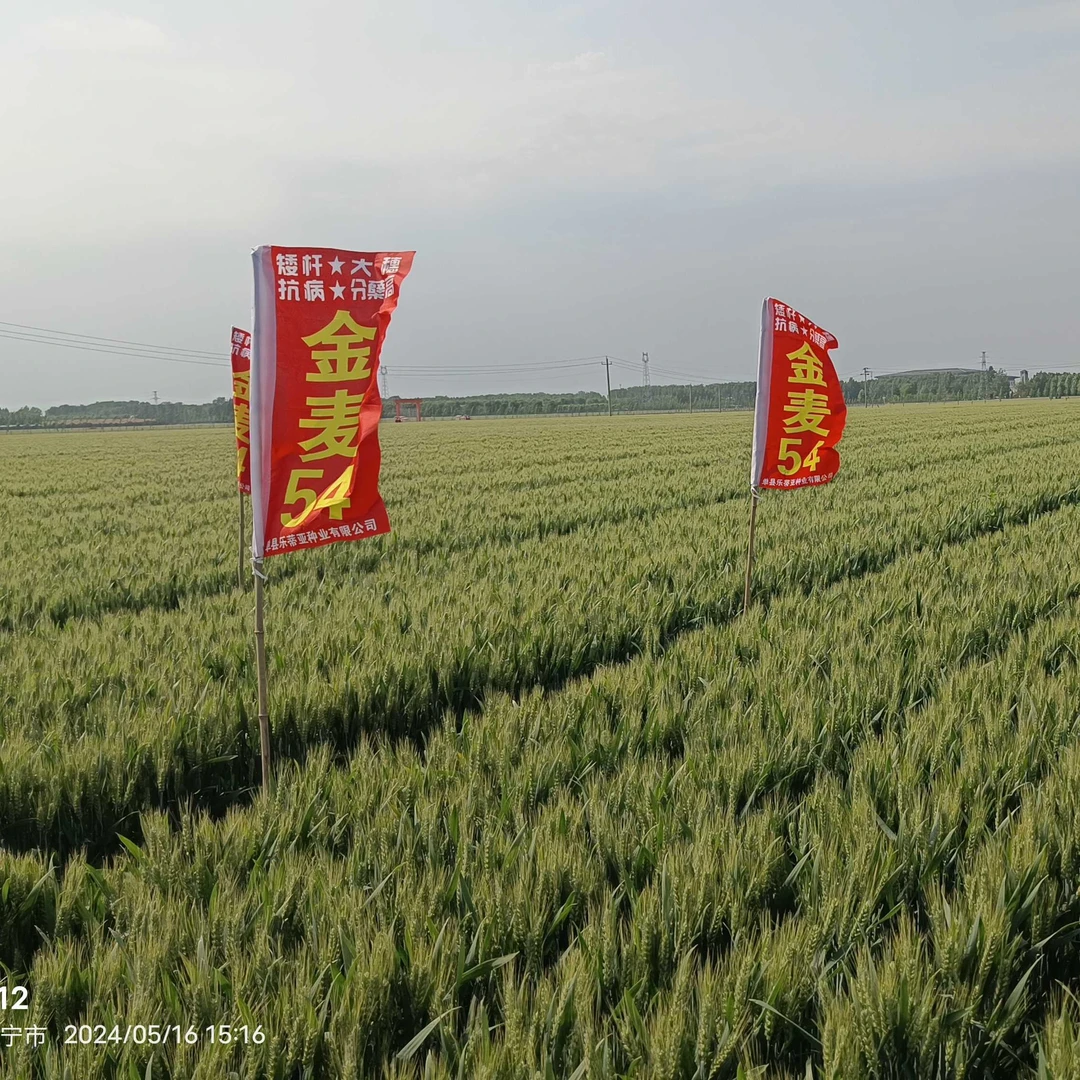 金麦54小麦高产良种