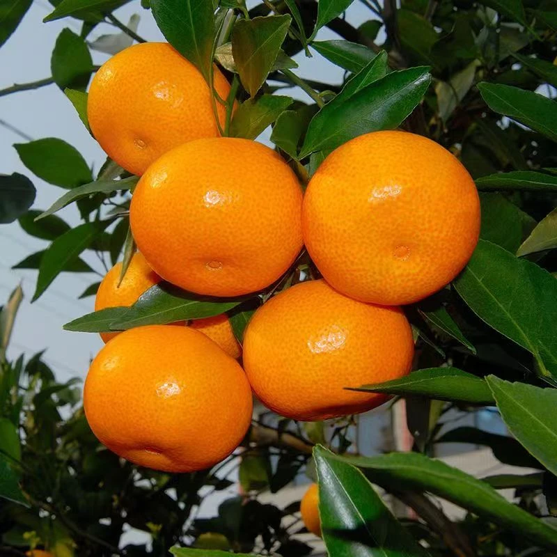 【2025雪峰蜜桔】雪峰蜜桔之乡雪峰山洞口县早熟蜜桔5-10斤