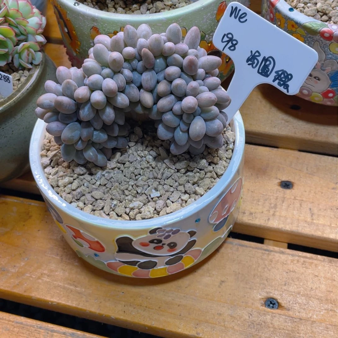 W***?汤圆缀 小孔孔精品多肉