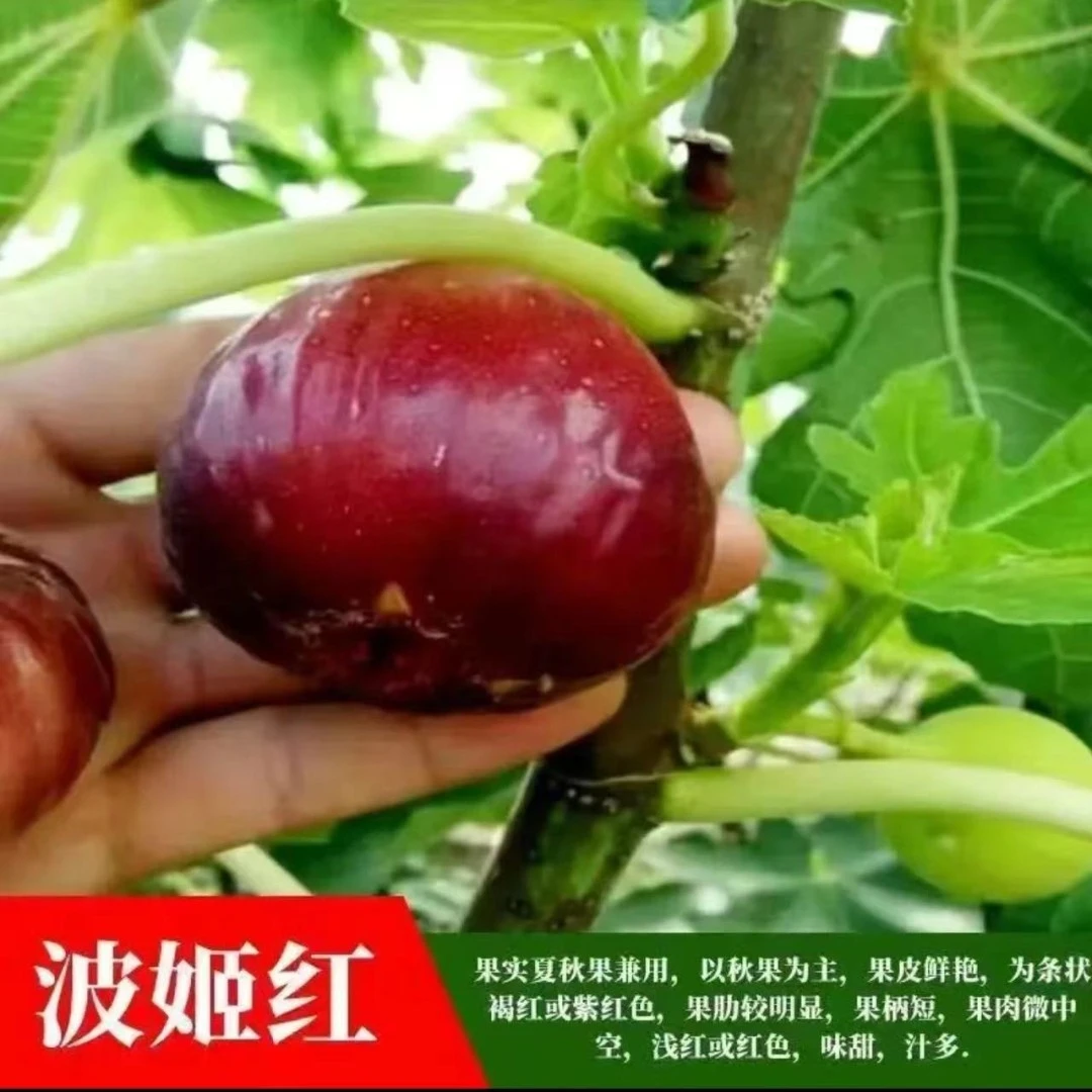 无花果树苗，南方北方种植