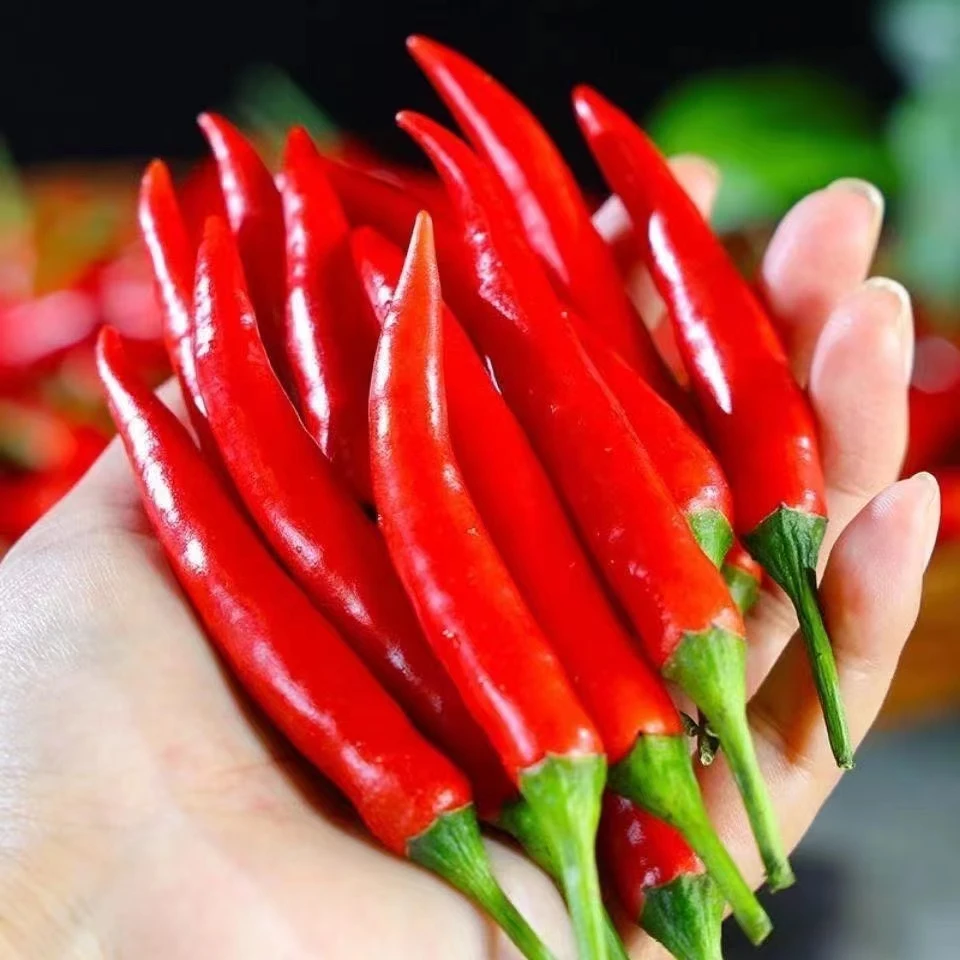 新鲜小米辣椒现摘特辣朝天椒小辣椒炒菜尖椒香辣皮薄清脆发货