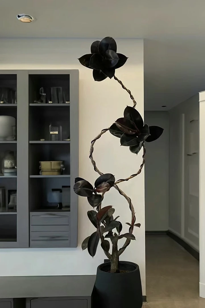 黑金刚橡皮树网红北欧大型绿植室内办公室客厅盆栽好养护