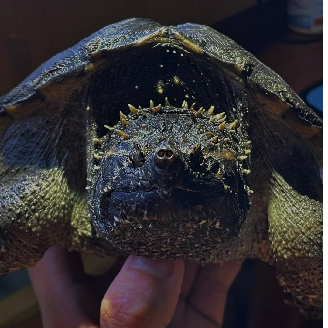 直播选龟人工养殖纯佛爆刺水族龟