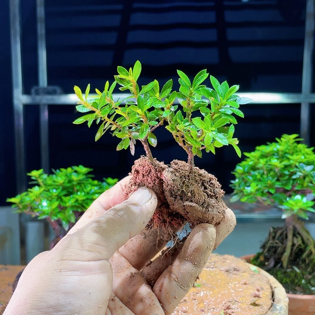 玛***轰我们的确是一个