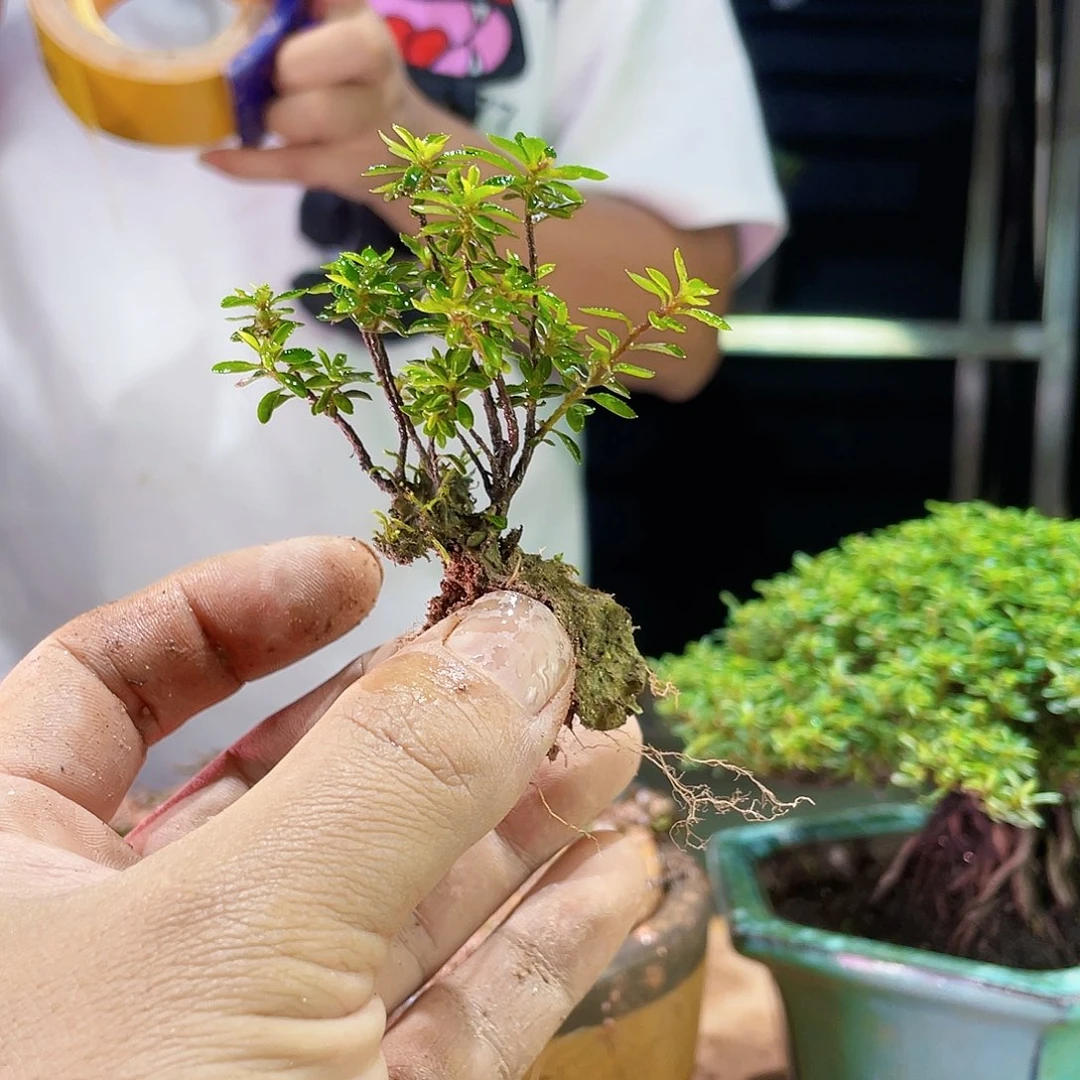 多*茶你是否也有很多的时候