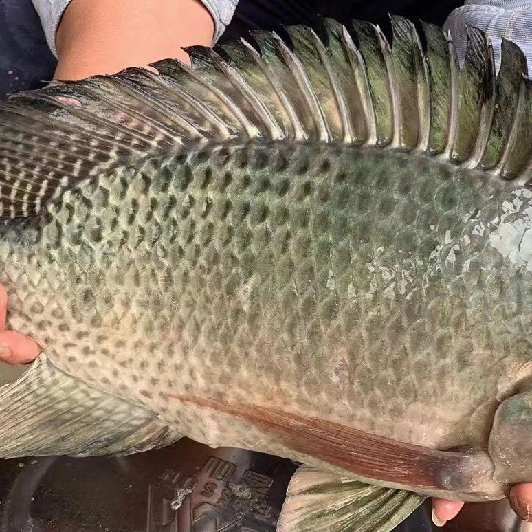 海南一号 罗非鱼  福寿鱼 水族淡水养殖包邮包活
