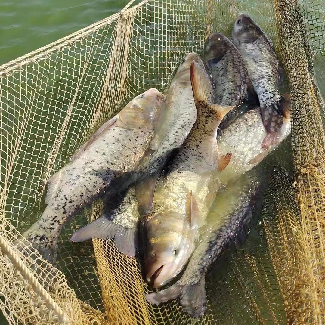 花鲢鱼 大头鱼 鲢鳙      淡水养殖包邮