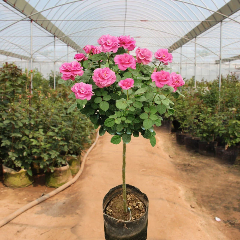 巨蟹座大花月季花大苗星座系列四季开香味浓郁花卉耐寒盆栽花