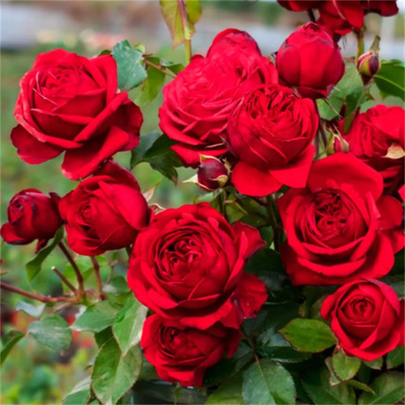 （红苹果）中国红月季 灌木庭院阳台盆栽地栽