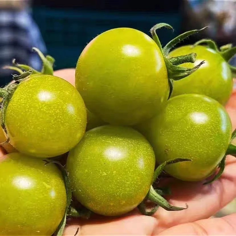 寿光梦想青田二号番茄小绿樱桃口感香甜圣女果孕妇食用甜度高当季