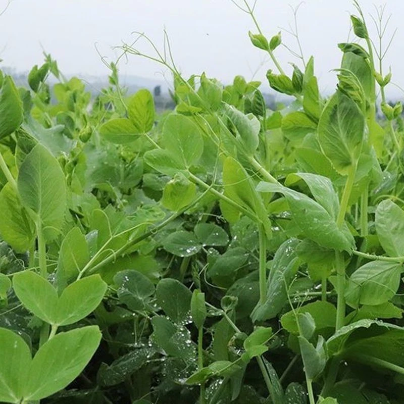 豌豆尖云南农家种植现摘现发新鲜蔬菜嫩绿种植火锅配料包邮
