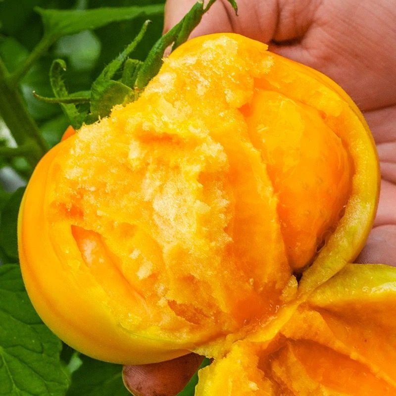 (顺丰包邮)内蒙古五原黄柿子自然熟裂口黄色西红柿新鲜蔬菜包邮