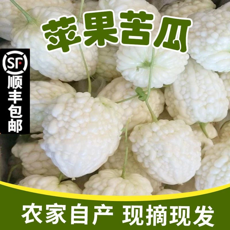 【包邮】苹果苦瓜山东寿光新鲜白玉苦瓜现摘脆嫩苦瓜生吃农家自种