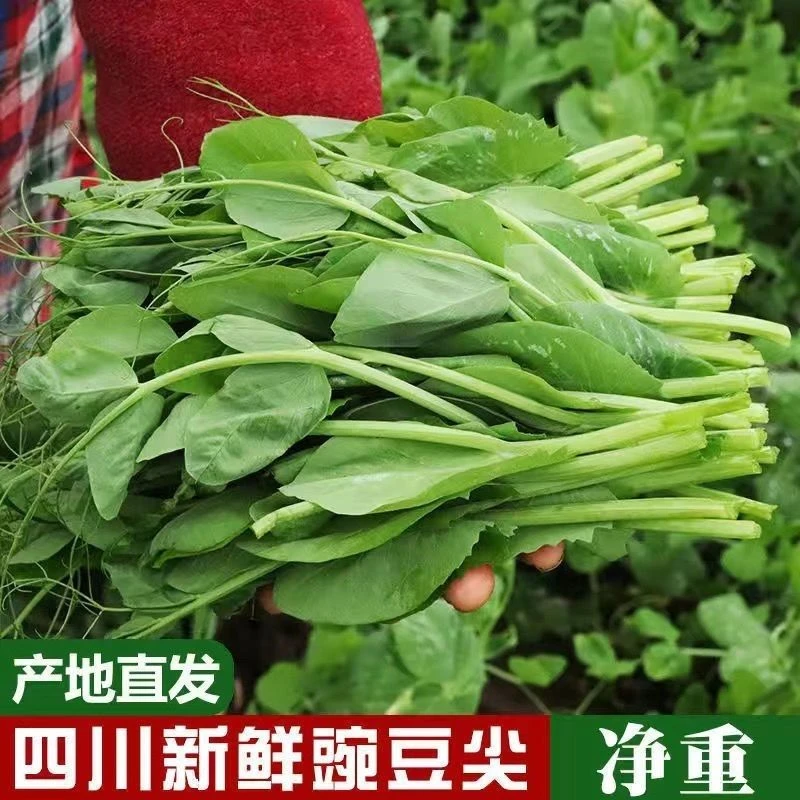 【新品上市】时令正宗豌豆尖新鲜四川农家蔬菜现摘现发火锅配菜