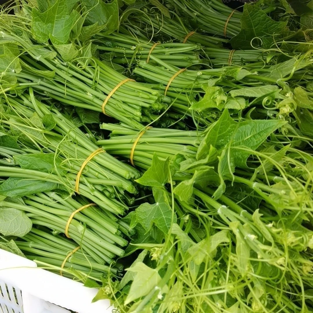包邮贵州高山农家自种佛手瓜蔬菜尖捧瓜尖龙须苗现摘现发新鲜发货
